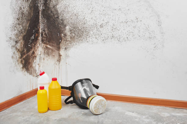 Mold Removal and Inspection in Caledonia, MI