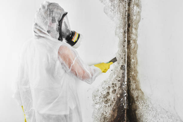 Best Emergency Mold Removal  in Caledonia, MI
