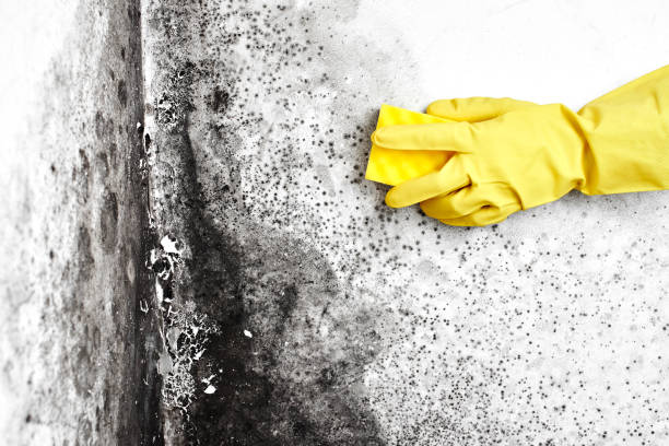 Best Crawl Space Mold Removal  in Caledonia, MI