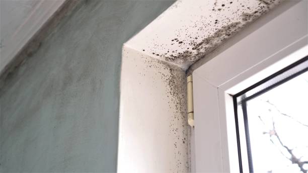 Best Mold Removal Company Near Me  in Caledonia, MI