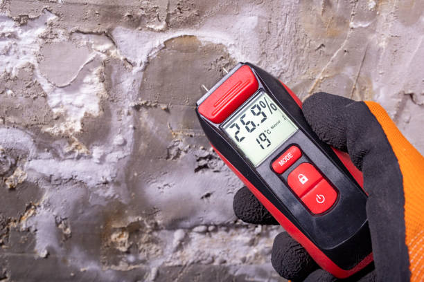 Best Best Mold Removal Companies  in Caledonia, MI