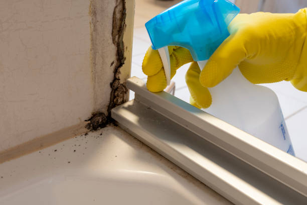 Best Same-Day Mold Removal  in Caledonia, MI