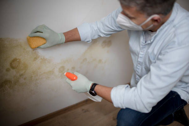Best Commercial Mold Removal  in Caledonia, MI