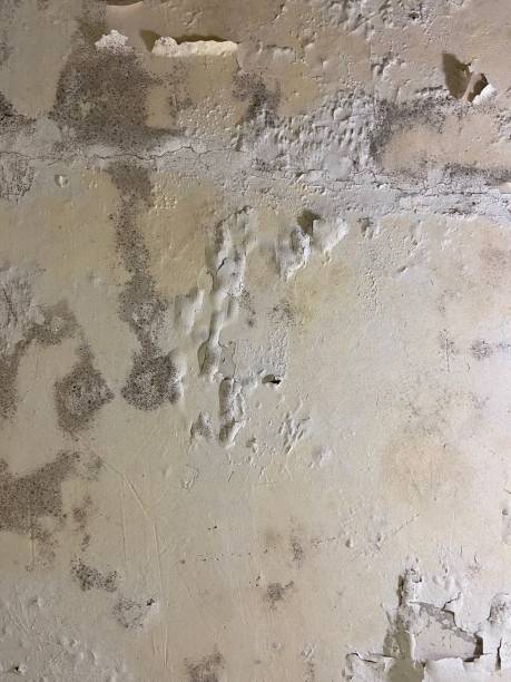 Office Mold Removal Services in Caledonia, MI