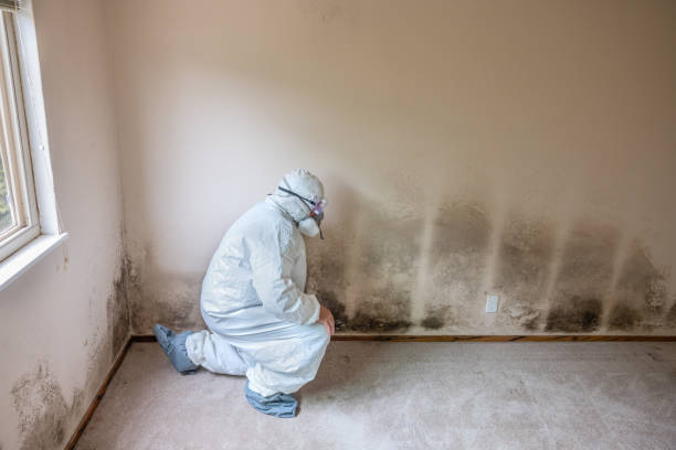 Best Best Mold Removal Companies  in Caledonia, MI